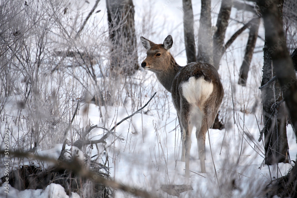 Obraz premium エゾシカ1