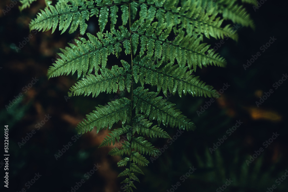 Dark green leaves nature background