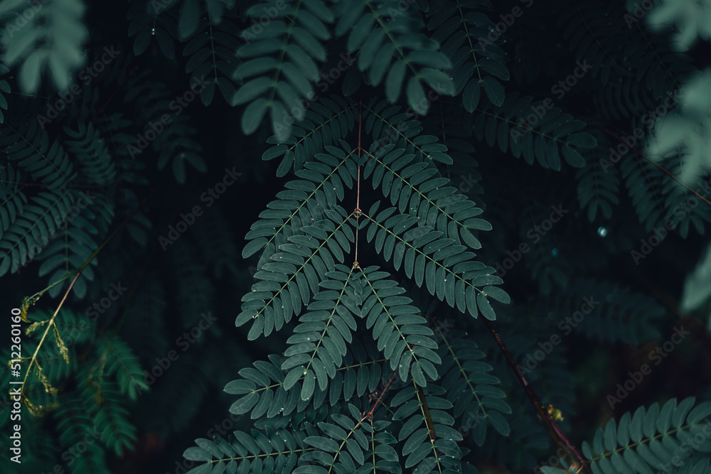 Dark green leaves nature background