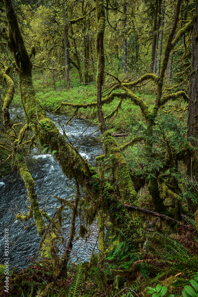 river in the forest