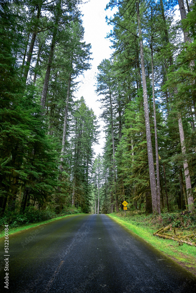 Fototapeta premium road in the forest