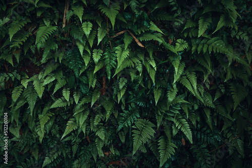 Dark green leaves nature background