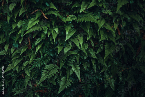 Dark green leaves nature background