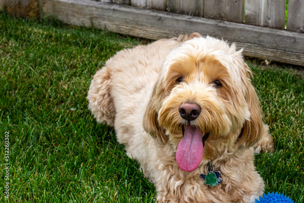 Multigen Goldendoodle Multigen Goldendoodle