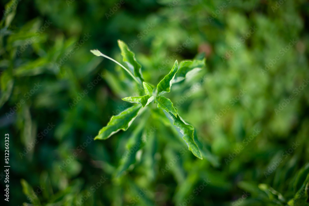 Green leaves blackground, Blur for copy Green leaves blackground, Blur for copy