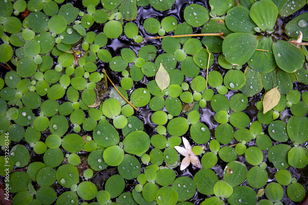 Green leaves blackground, Blur for copy Green leaves blackground, Blur for copy