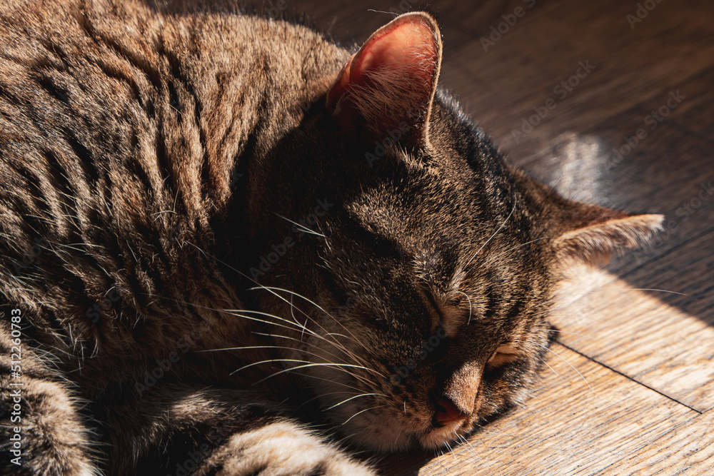 kot śpiący na drewnianej podłodze - obrazy, fototapety, plakaty 