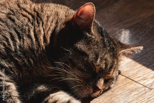 kot śpiący na drewnianej podłodze