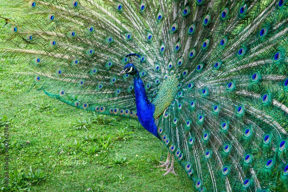 Obraz premium FRANCE - PARIS - BOIS DE VINCENNES - PEACOCK