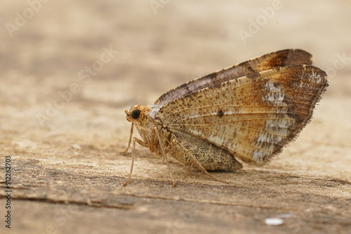 Closeup on a Tawny-barred Angle, Macaria liturata, with closed wings sitting on wood