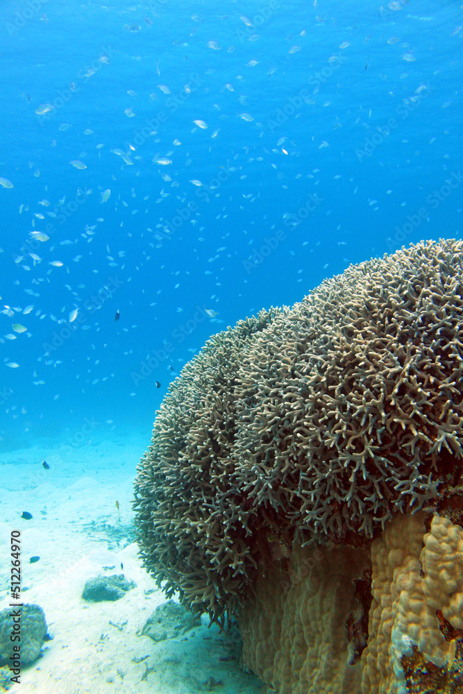 Obraz premium Wide underwater view of coral reef and tropical fish