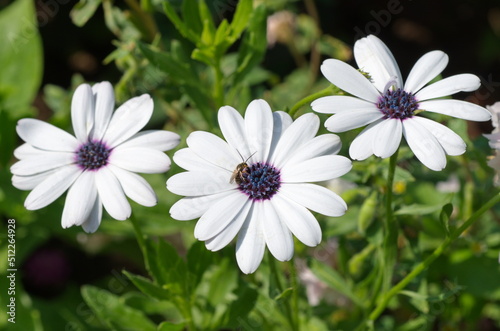 Osteospermum ecklonis, or African chamomile, or Cape daisy with an insect photo