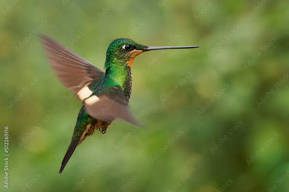 Buff-winged Starfrontlet - Coeligena lutetiae hummingbird in the brilliants, tribe Heliantheini in subfamily Lesbiinae, found in Colombia, Ecuador and Peru, flying bird on green background Buff-winged Starfrontlet - Coeligena lutetiae hummingbird in the brilliants, tribe Heliantheini in subfamily Lesbiinae, found in Colombia, Ecuador and Peru, flying bird on green background