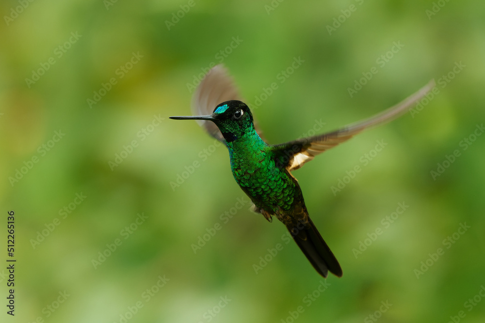 Buff-winged Starfrontlet - Coeligena lutetiae hummingbird in the brilliants, tribe Heliantheini in subfamily Lesbiinae, found in Colombia, Ecuador and Peru, flying bird on green background Buff-winged Starfrontlet - Coeligena lutetiae hummingbird in the brilliants, tribe Heliantheini in subfamily Lesbiinae, found in Colombia, Ecuador and Peru, flying bird on green background