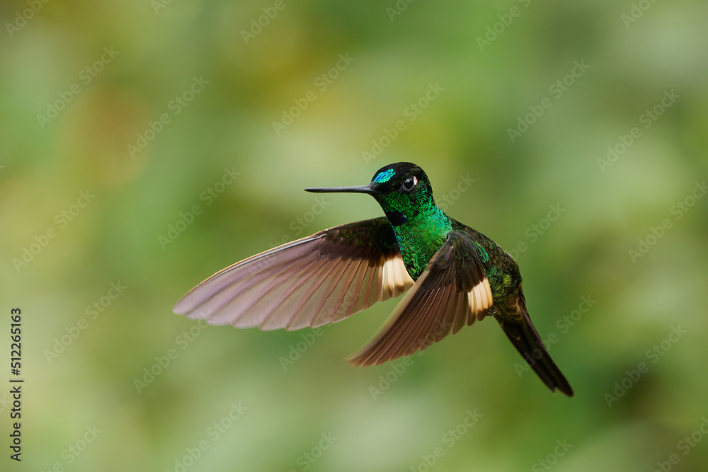 Obraz premium Buff-winged Starfrontlet - Coeligena lutetiae hummingbird in the brilliants, tribe Heliantheini in subfamily Lesbiinae, found in Colombia, Ecuador and Peru, flying bird on green background