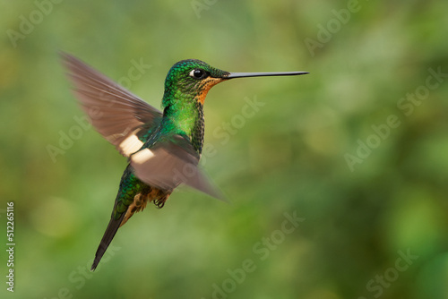 Buff-winged Starfrontlet - Coeligena lutetiae  hummingbird in the brilliants, tribe Heliantheini in subfamily Lesbiinae, found in Colombia, Ecuador and Peru, flying bird on green background © phototrip.cz