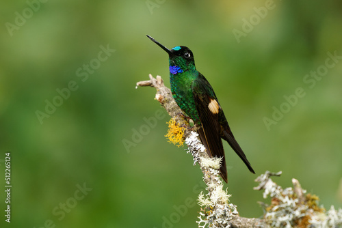 Buff-winged Starfrontlet - Coeligena lutetiae  hummingbird in the brilliants, tribe Heliantheini in subfamily Lesbiinae, found in Colombia, Ecuador and Peru, flying bird on green background photo