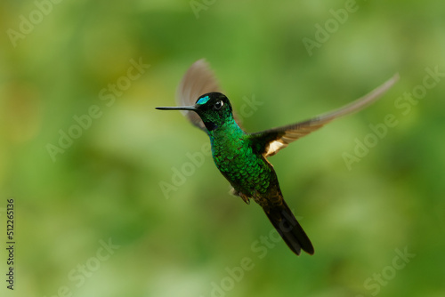 Buff-winged Starfrontlet - Coeligena lutetiae hummingbird in the brilliants, tribe Heliantheini in subfamily Lesbiinae, found in Colombia, Ecuador and Peru, flying bird on green background