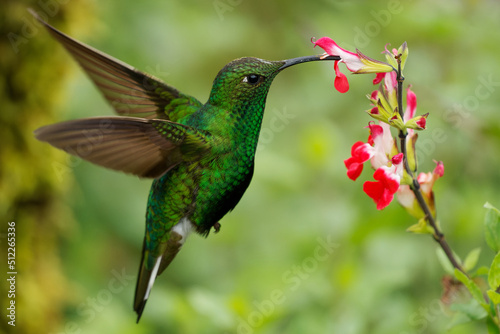 Mountain Velvetbreast - Lafresnaya lafresnayi green hummingbird in brilliants, tribe Heliantheini in subfamily Lesbiinae, found in Colombia, Ecuador, Peru and Venezuela, flying on the bloom