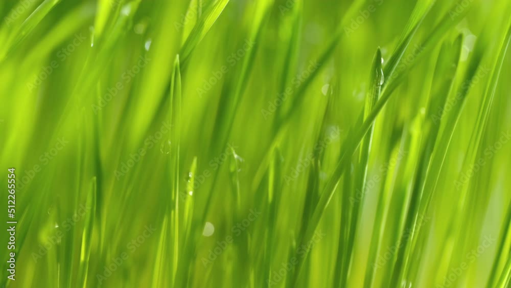 Green grass close-up. Grass in slow motion. Closeup rotation Green grass close-up. Grass in slow motion. Closeup rotation