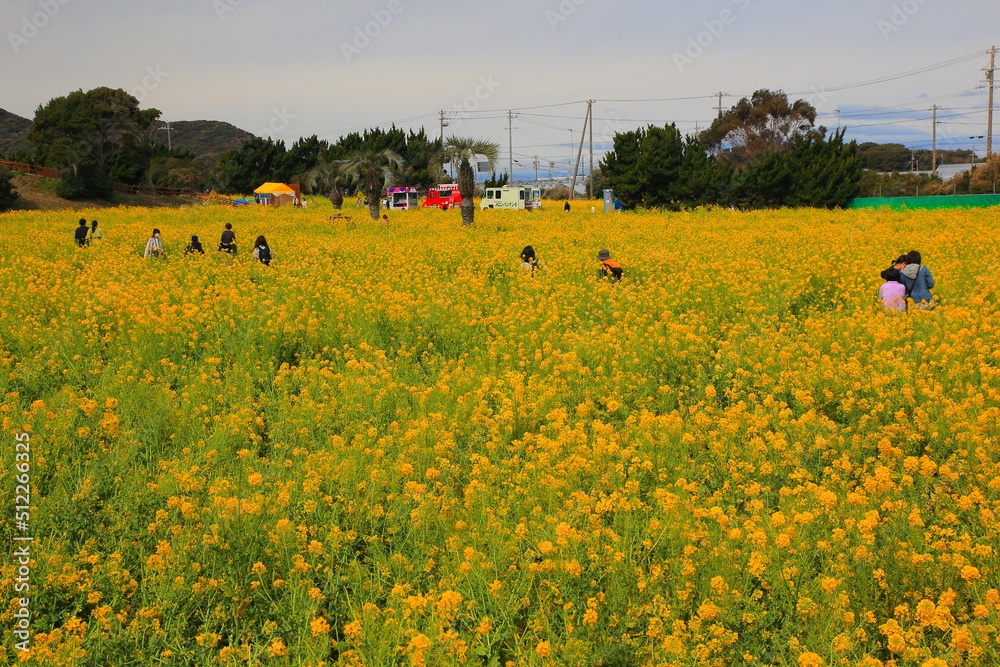 伊良湖菜の花ガーデン