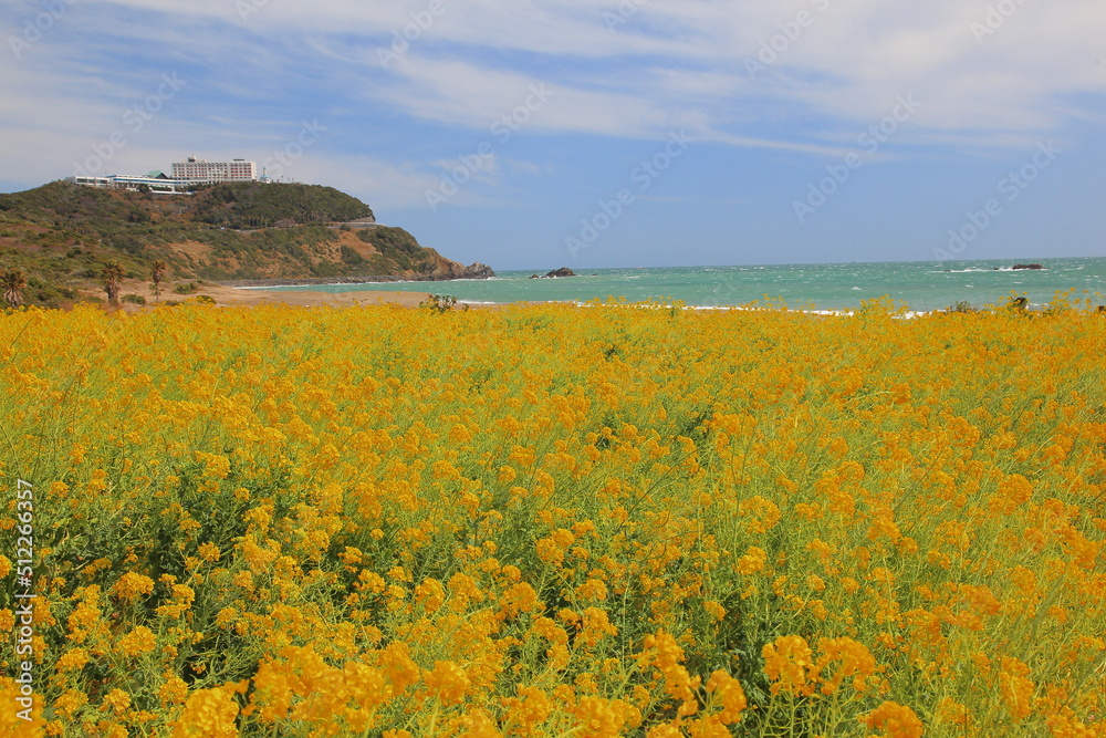 伊良湖の菜の花と海