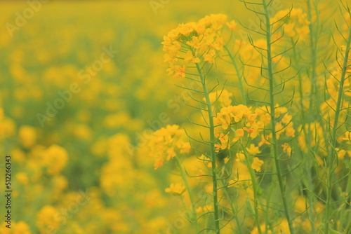 Obraz na płótnie 菜の花のアップ w salonie