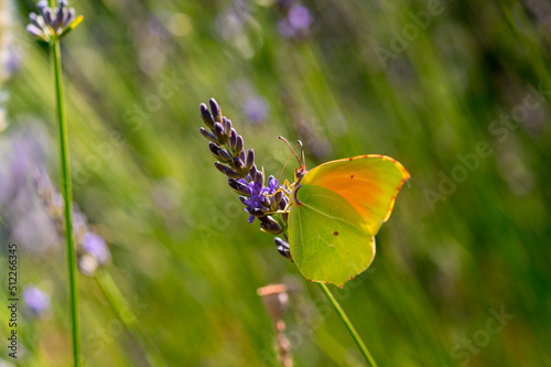 The Provence Citron butterfly or Gonepteryx Cleopatra, Family Pieridae, Subfamily Coliadinae in a lavender field in Provence photo
