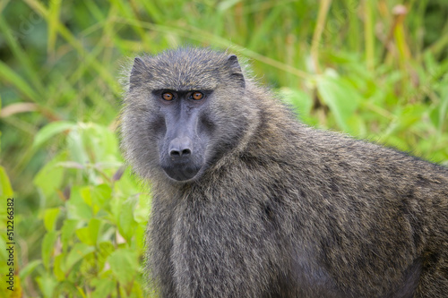 An Anubis baboon standing in a meadow