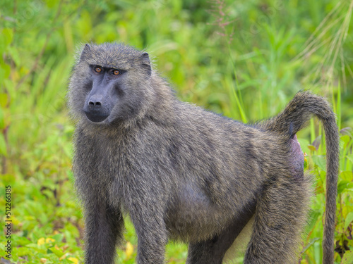 An Anubis baboon standing in a meadow