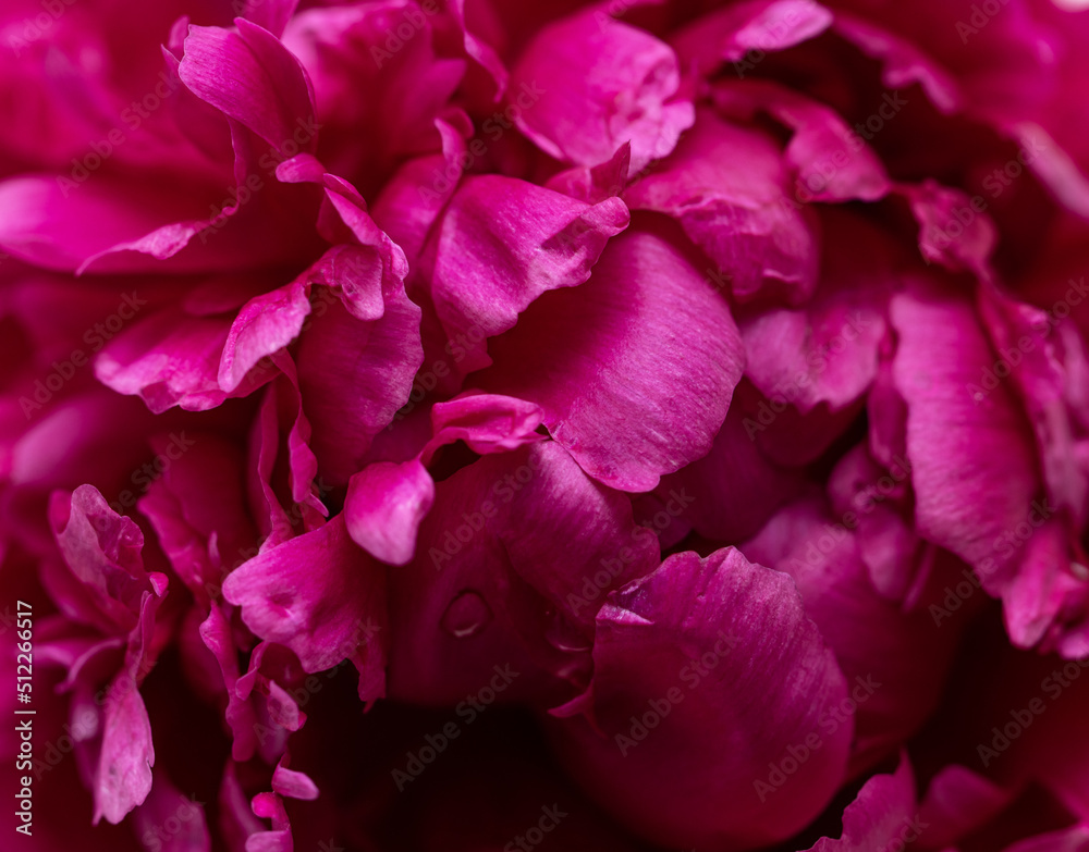 burgundy peony flower as background