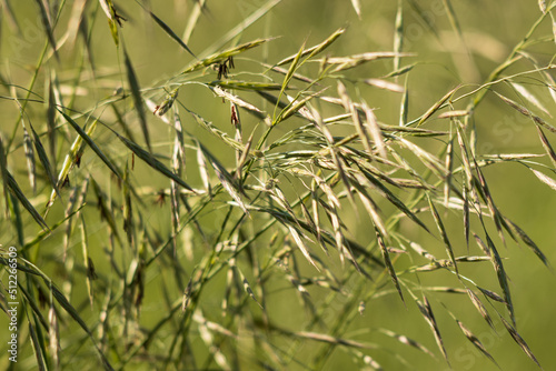 grass with spikelets as a background © studybos