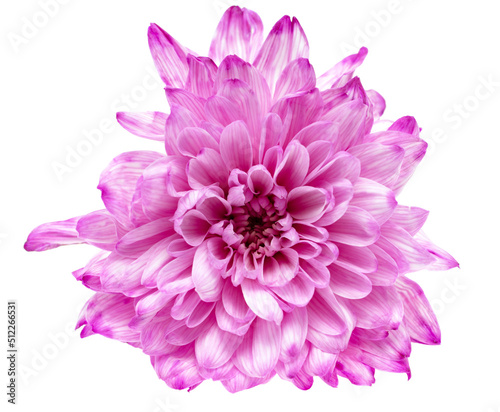 pink chrysanthemum on white background