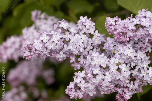 lilac flowers on a branch as a background © studybos
