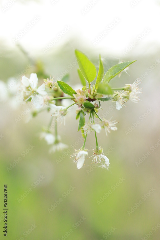kwitnące drzewa zieleń kwiat liście zielone pączki kwiaty drzewo owocowe  dzika przyroda natura nature spring summer - obrazy, fototapety, plakaty 