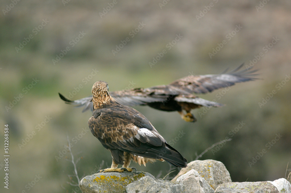 Fototapeta premium El aguila real en la sierra abulense
