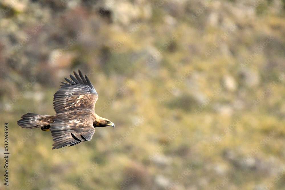 Naklejka premium El aguila real en la sierra abulense