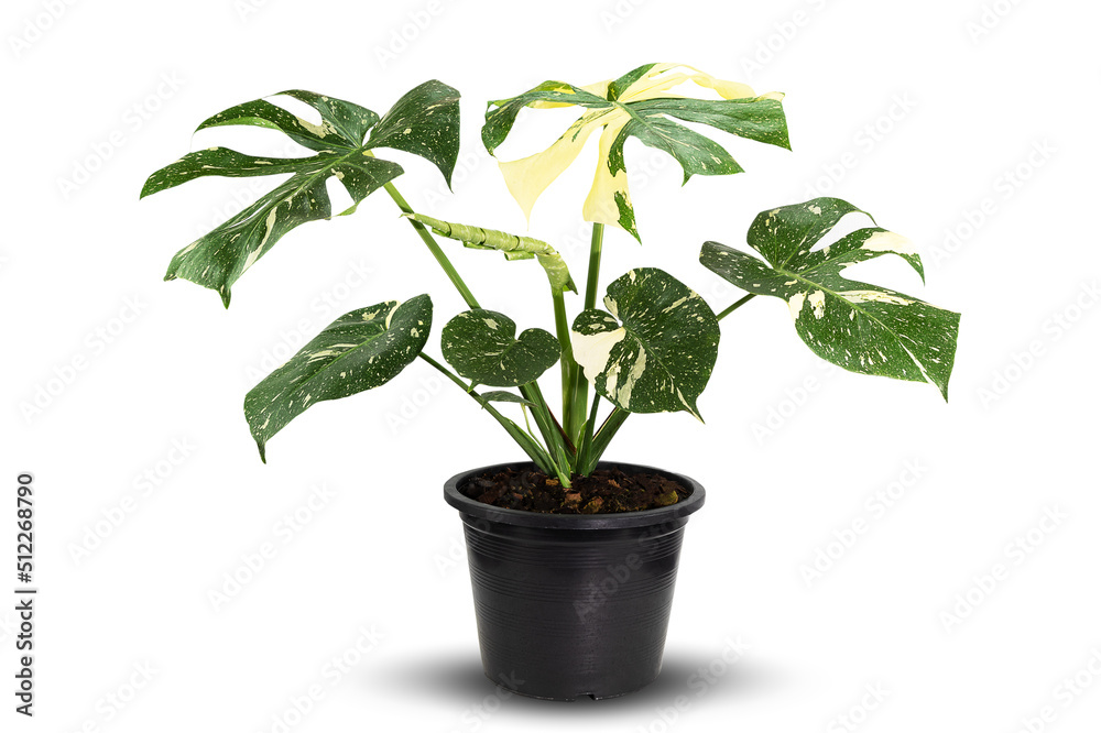 Monstera Deliciosa Thai Constellation in plastic black pot on white background with clipping path, side view