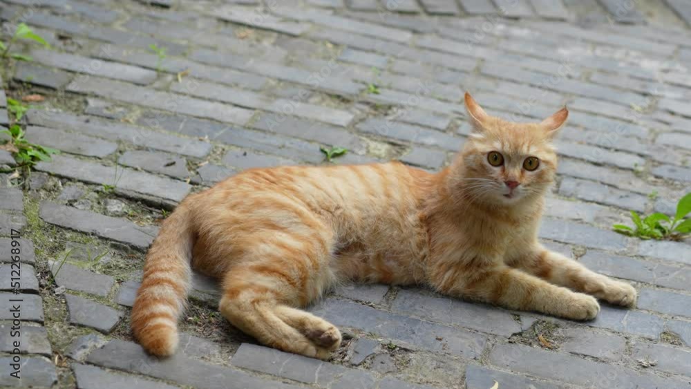Orange cat lying on the ground resting and meowing Orange cat lying on the ground resting and meowing