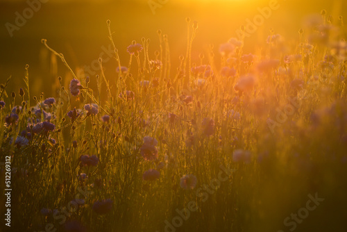 Midsummer flower. Blue cornflowers at the golden summer evening sunset. Beautiful landscape © Emils