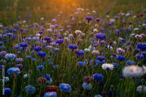 bright blue cornflowers in wheat field on colorful sunset