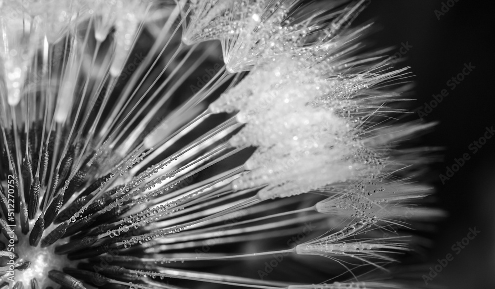 Naklejka premium delicate dandelion seed with many tiny dew drop black and white photo