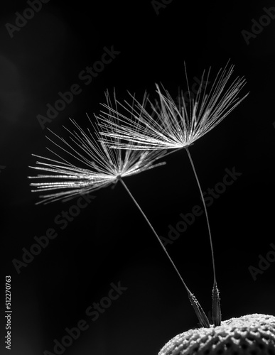 Companionship, two dandelion seeds cuddle together to support each other black and white photo 