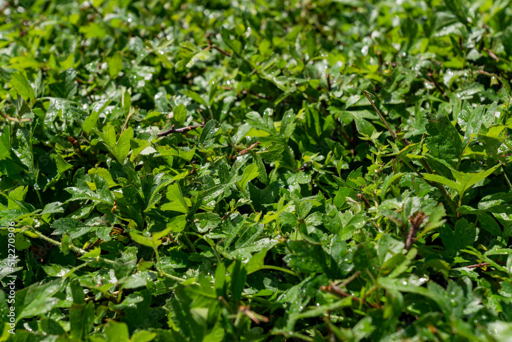 green bush wall background texture. Lush fooliage green bush wall background texture. Lush fooliage