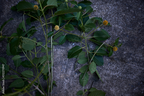 leaves on a wall