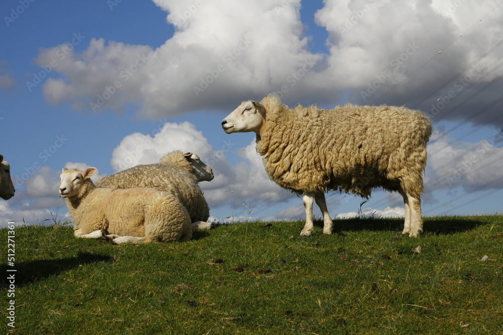 Freileitungskreuzung Elbquerung 1 auf der hetlinger schanze