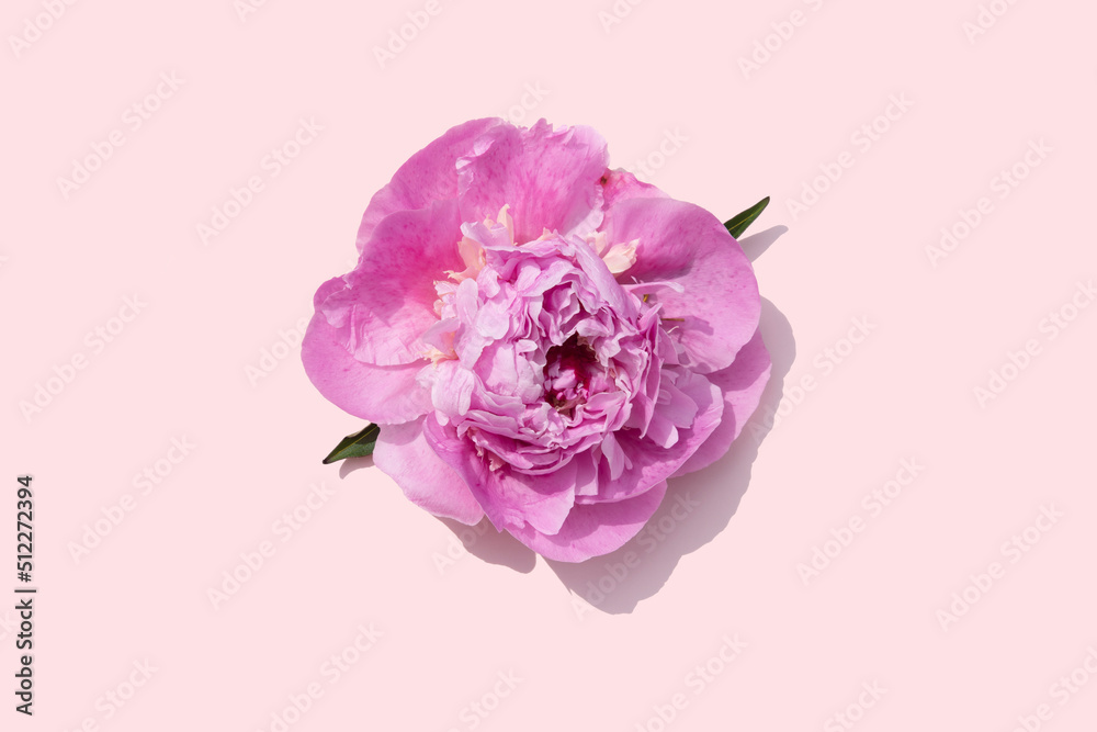 bright pink peony flower on a coral pink background bright pink peony flower on a coral pink background