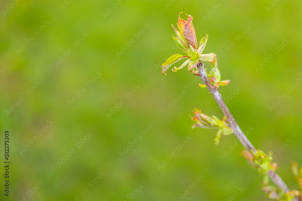 beautiful young leaves on a deerva branch on the background of a lawn landscaping. beautiful young leaves on a deerva branch on the background of a lawn landscaping.