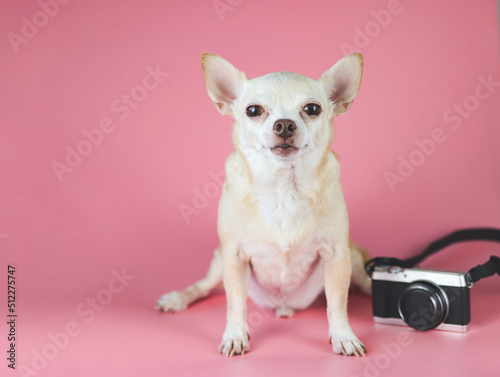  brown chihuahua dog sitting on pink background with camera, copy space. summer traveling concept.