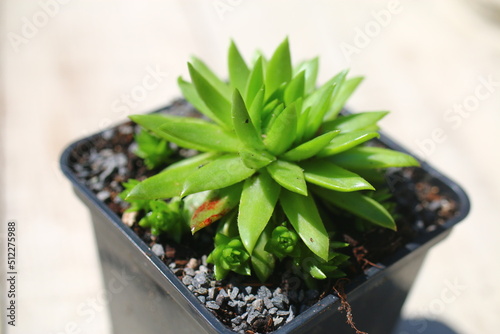 Jovibarba HIRTA Rojownik succulent